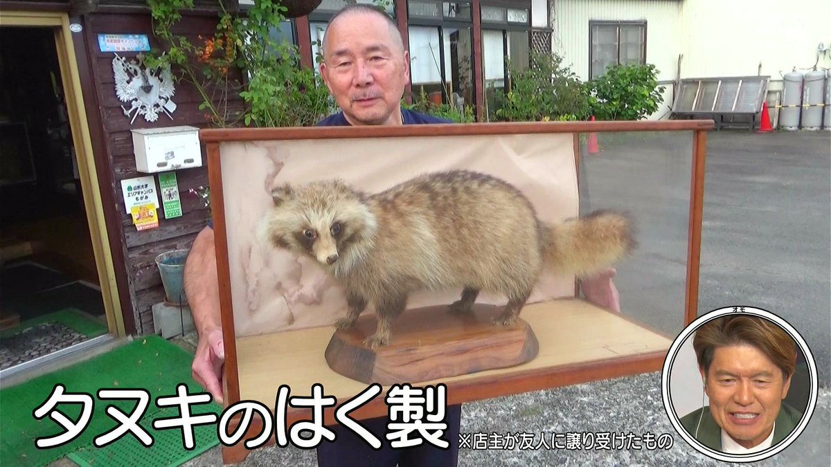 でたwwww伝説のタヌキのはく製wwwww ＃オモウマい店