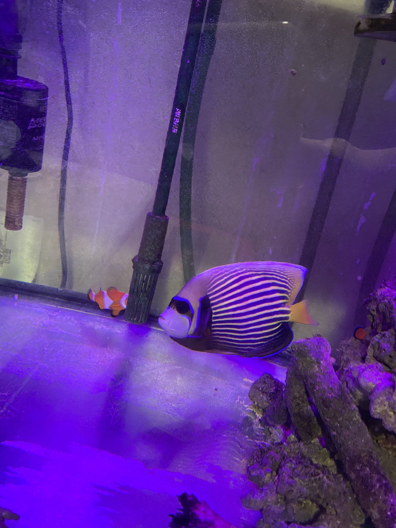 ウズマキ311海水魚 Masafumiuzumaki Twitter