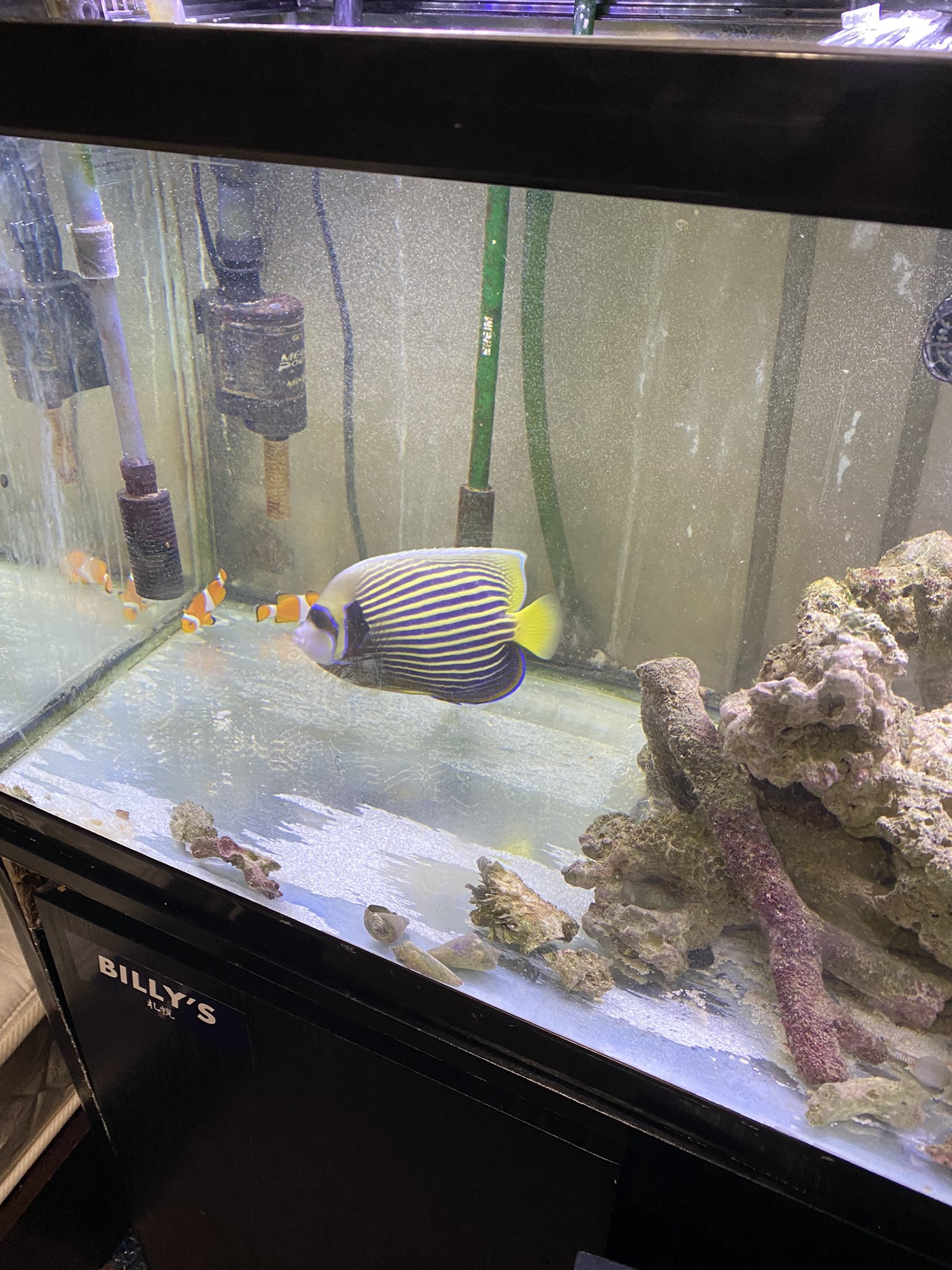 ウズマキ311海水魚 Masafumiuzumaki Twitter