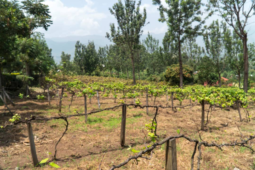 As we prepare to receive German 🇩🇪 farmers for the April cohort 2022, the project officer <a href="/HartwelSaviour/">Hon Hartwel Saviour</a> is visiting host farms to see if they are still interested in participating in our International exchange program. #IYFEP