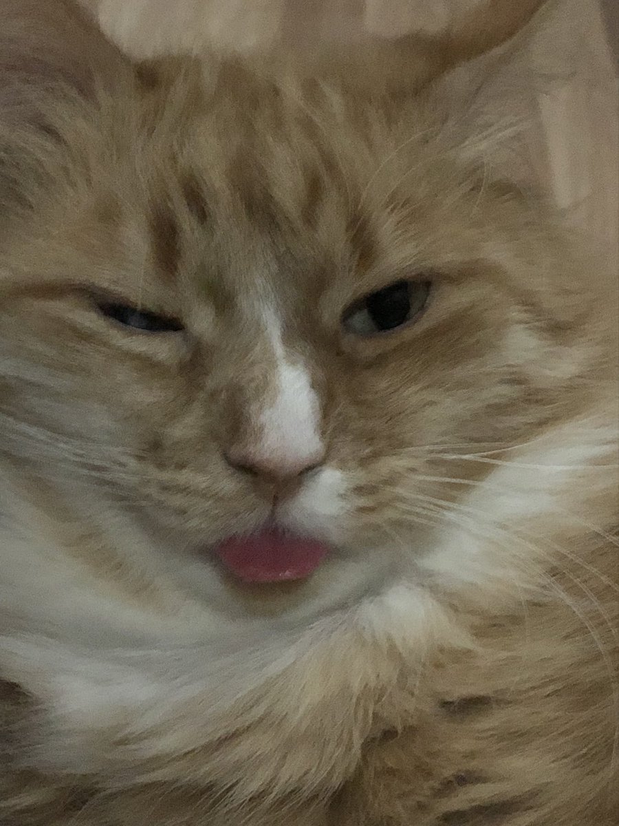 ScreamingSassy's tweet image. while me and dade aren't back and dade has a lot of work to do, here is a picutre of me just after dade woke up while he was sick for a littl wihle (he's okie now btw!) but we will trye to be back as soon as possible! luv you all!