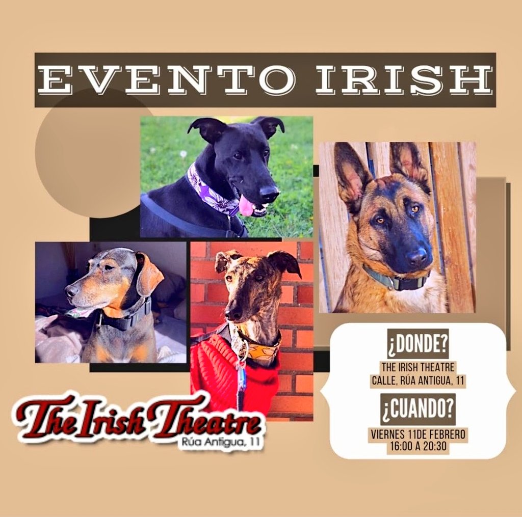 ASiempreFiel's tweet photo. 🆙ESTE VIERNES🆙

Os recordamos que  el próximo viernes día 11 de febrero os esperamos en el Irish Theatre 🎉 desde las 16:00 hasta las 20:30 😄

Llevaremos diferente merchandising por si queréis comprar alguna cosilla 🤗 y muchos PERROS para que los podáis conocer 🐾🐾 https://t.co/EuWWuG8Pp4