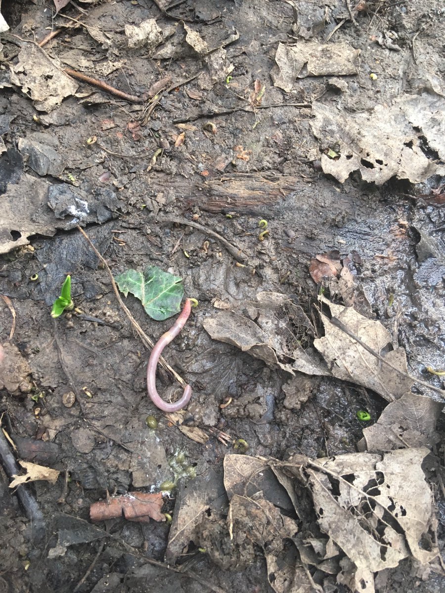 mvfsweb's tweet photo. It’s all about worms this week for class 5. Did you know a worm has 5 hearts? #foreschool https://t.co/iNrT2ywxIg