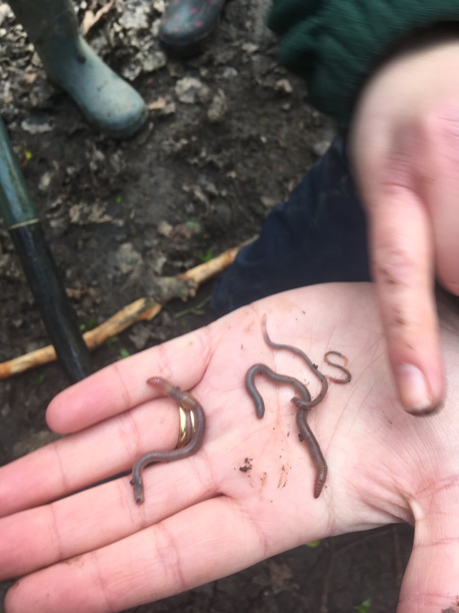 mvfsweb's tweet photo. It’s all about worms this week for class 5. Did you know a worm has 5 hearts? #foreschool https://t.co/iNrT2ywxIg