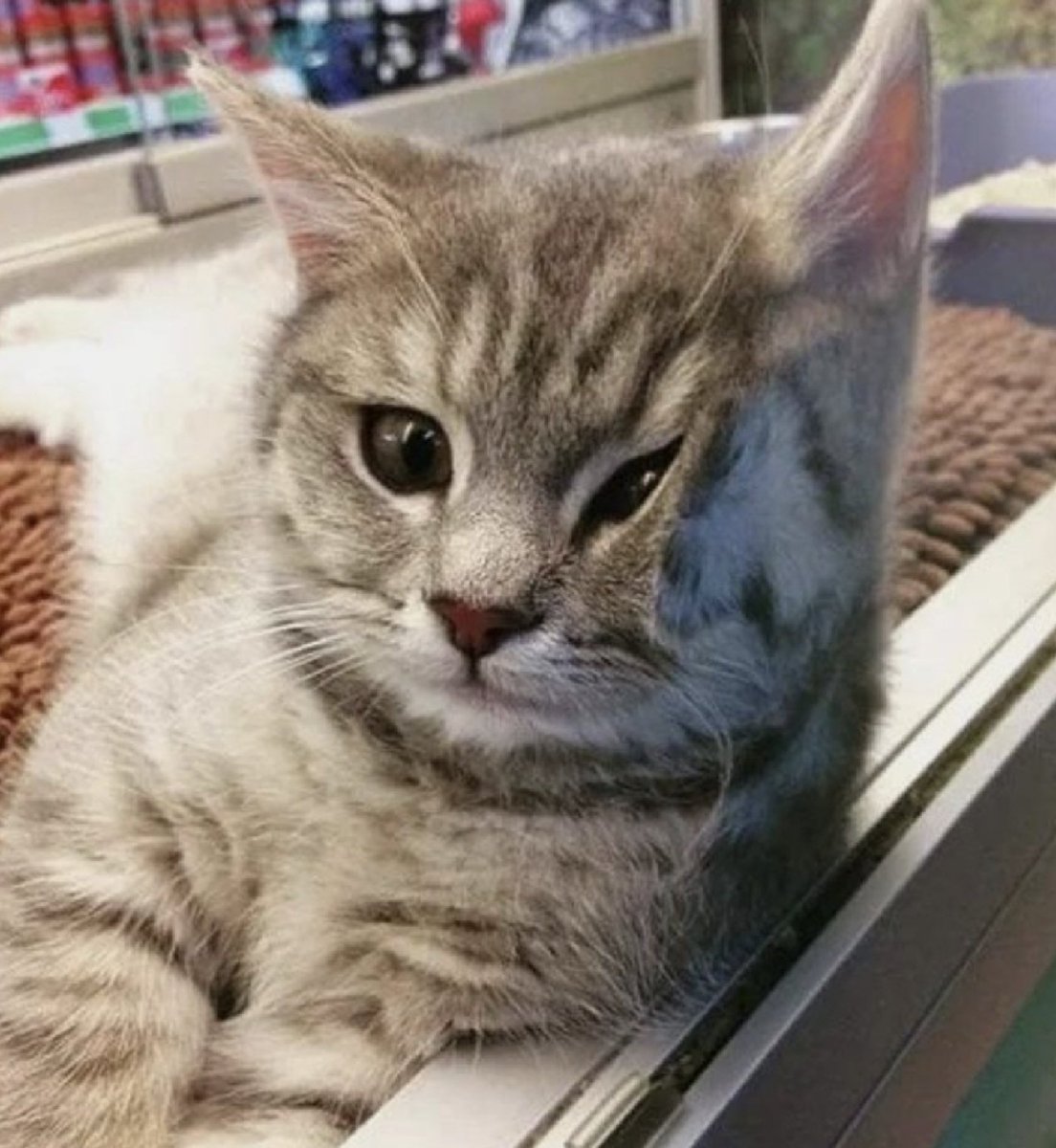 Prokaryota's tweet image. A coverslip was added to the sample to facilitate imaging