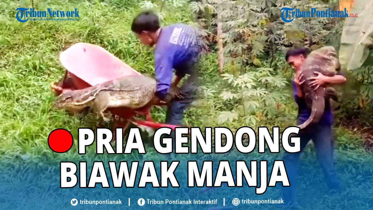 tribunpontianak's tweet photo. ยฎ๏ธ๐ด Seorang pria, tampak menggendong seekor biawak dengan penuh kasih sayang, diduga biawak tersebut merupakan hewan peliharaan sang pria.
https://t.co/OVrksygKqo
#Pria #Gendong #Biawak
Mandalika Asin Lombok VERNON changmin MotoGP #YuzuruHanyu BLACKPINK https://t.co/ofaomwABPs