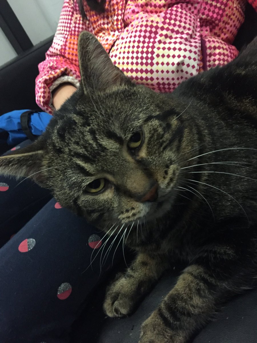 katzemeo's tweet photo. It was love at first bite or how I met my feeder.  #fureverhome https://t.co/pmfVZZayNM