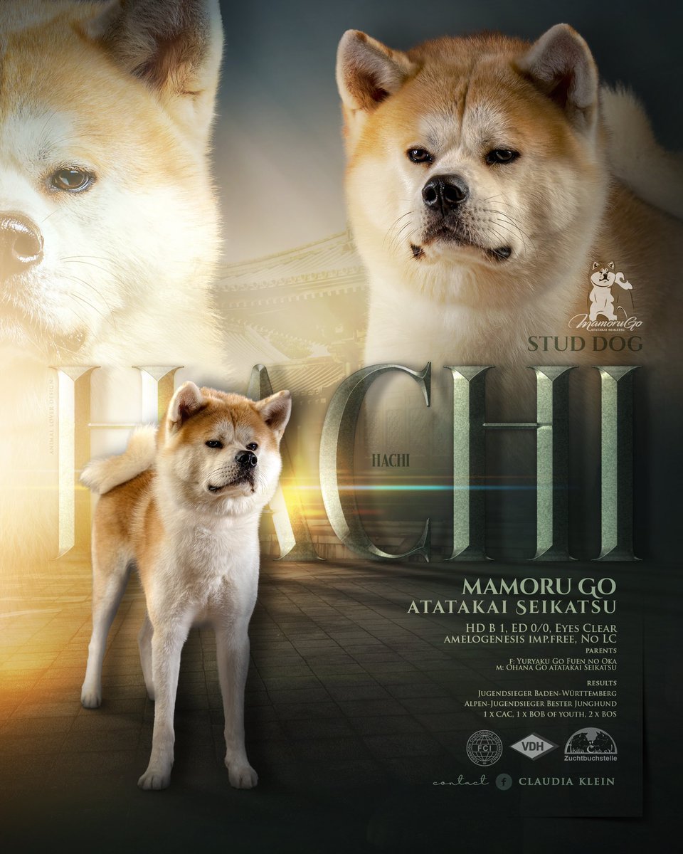 claudi1276's tweet photo. Sooo proud of my big Bear ⭐️⭐️⭐️ 19 months ⭐️⭐️⭐️ #Akita #AkitaInu #Hachiko #StudDog https://t.co/rxT9gqpmj4