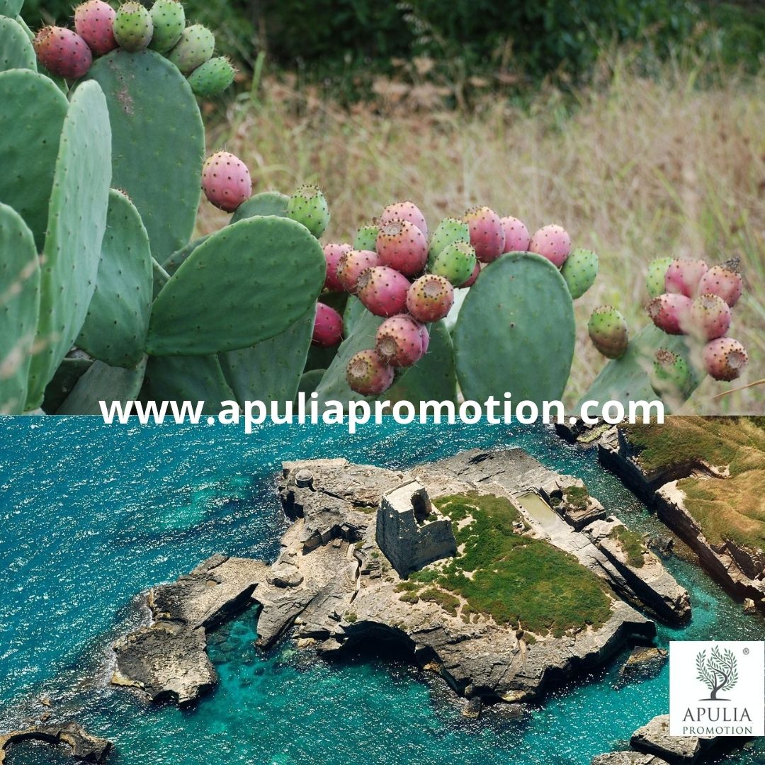 ApuliaPromotion's tweet image. Have you ever been in Puglia?
apuliapromotion.com
#grønturisme #grønnturisme #grönturism #GrünerTourismus #zelenáturistika #gréngenTourismus #kulturturisme #kulturturism #kulturellenTourismus #kultúrnyturizmus #groentoerisme  #cultureeltoerisme