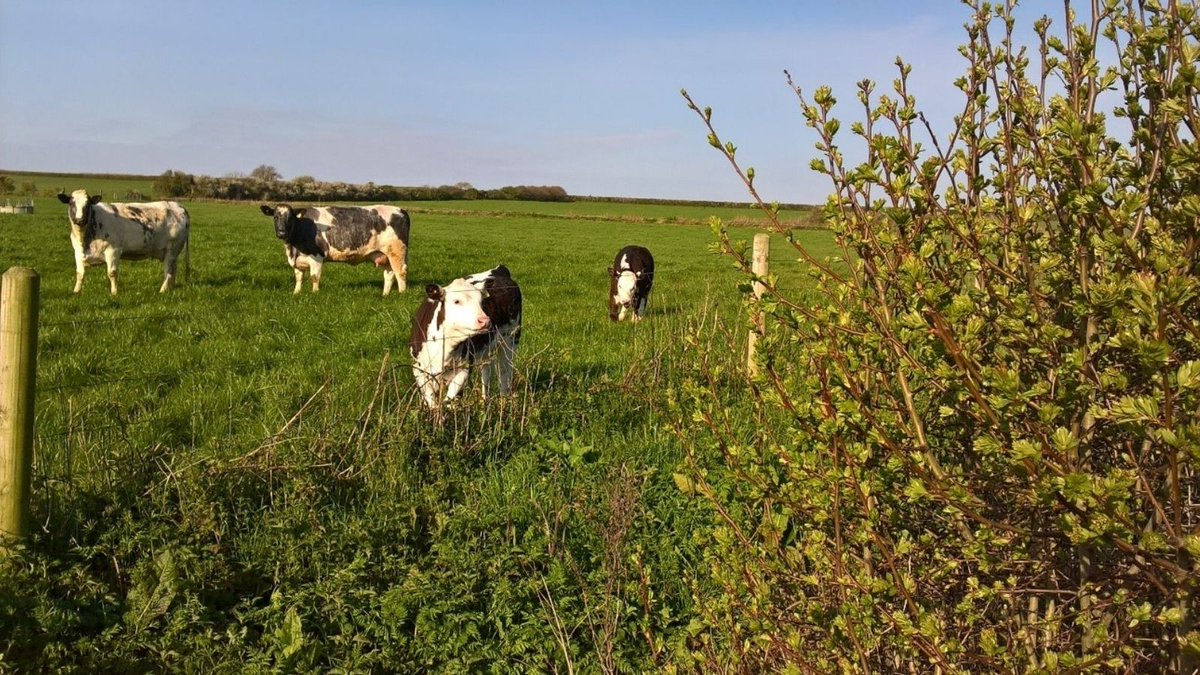 NFUtweets's tweet photo. Have you made your pledge to reach net zero emissions on farm? 🌍
Join the hundreds of farmers that have joined our pledge, check out this month's winners and be in with a chance to win a solar light 👉 https://t.co/cI3a6gqwel
#Pledge2040 #BackBritishFarming 🇬🇧👨🌾 https://t.co/7St9cXDsua