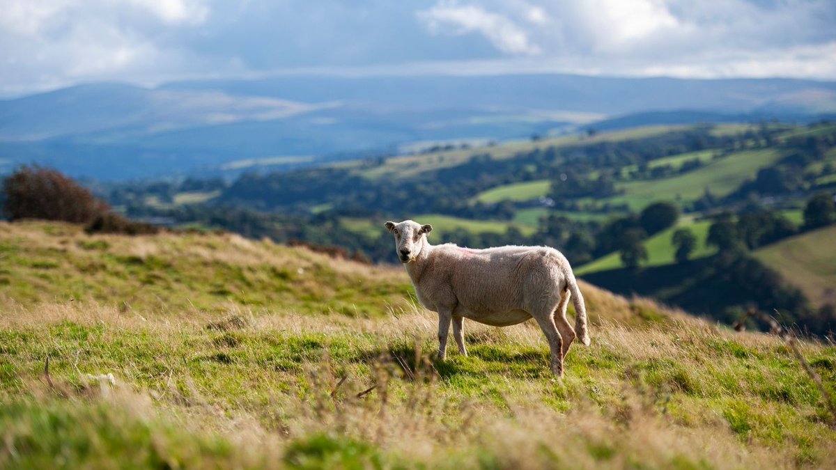 NFUtweets's tweet photo. Have you made your pledge to reach net zero emissions on farm? 🌍
Join the hundreds of farmers that have joined our pledge, check out this month's winners and be in with a chance to win a solar light 👉 https://t.co/cI3a6gqwel
#Pledge2040 #BackBritishFarming 🇬🇧👨🌾 https://t.co/7St9cXDsua