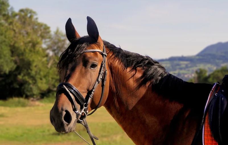 aroundaboutbrit's tweet photo. If you would like to bring your own horses to go riding in the New Forest, there is stabling available at Hungerford Cottage Bed & Breakfast.
https://t.co/YplG7CY0K0
#BedandBreakfast #Travel #Horseriding #Stabling #Explore #NewForestNationalPark #Minstead #Lyndhurst #Hampshire https://t.co/k7lodoZiXP