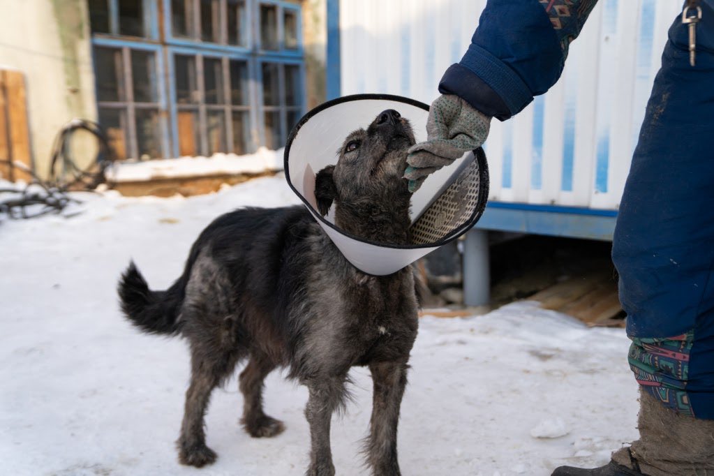 sibgenco's tweet photo. #SGC has opened a medical unit in the First city shelter that takes care of 487 homeless dogs and cats in Novosibirsk. The company is helping the shelter under the #ForAlive project. Read more and view the photos of the veterinary unit: https://t.co/IeDGMJm5RC https://t.co/12HCg3vBze