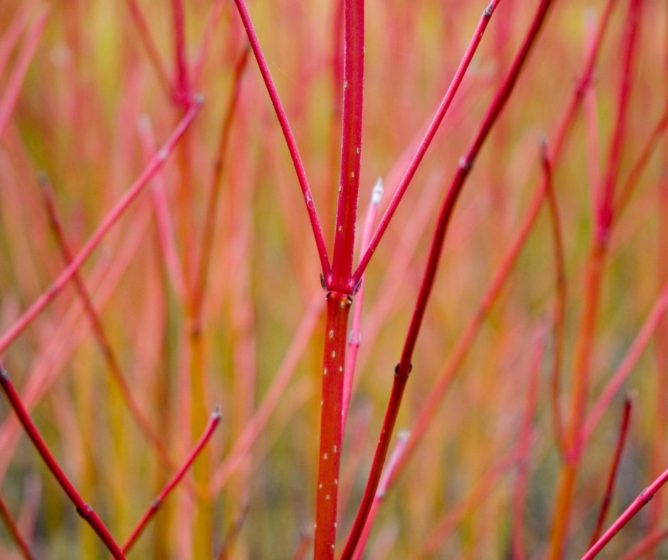 glenmoredirect's tweet photo. Bare root season ends soon.๐ฒ They've been high in demand this season...
Here's why: they're light to plant, cheap to buy, and eco-friendly!
Dogwood has been a highly popular choice...and you can see why!๐
#plants #winter #gardening #getplanting #planting #bareroots https://t.co/NuenGlSr3b