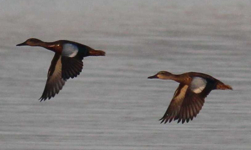 sputterfuss6's tweet photo. #bird #photography #FLIGHT #Duck #teal #bluewinged https://t.co/duRpz0BuM8