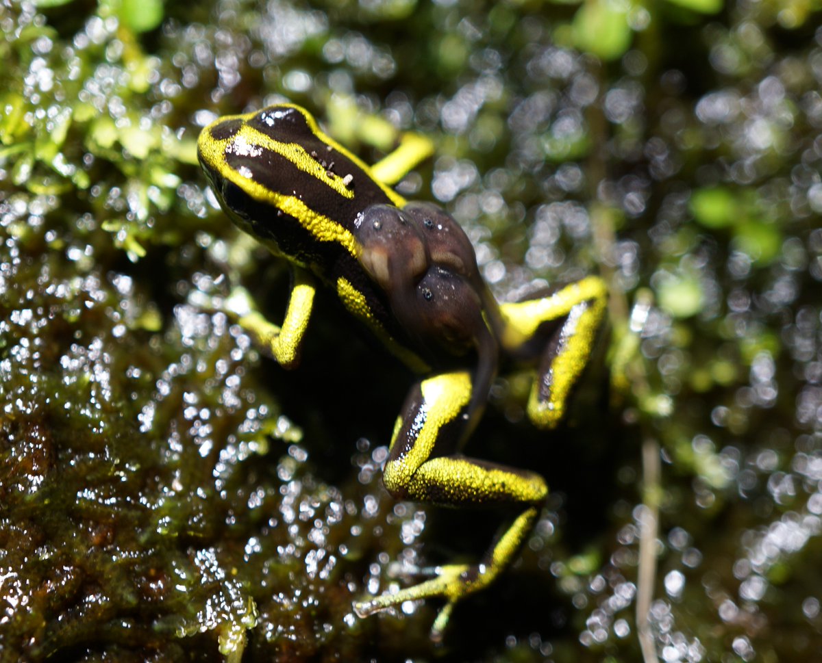My favourite PhD chapter published! <a href="/SpringerEcology/">Springer Ecology</a>
By seasonally, horizontally and vertically tracking a poison frog population in Panama, we found them tied to the biggest trees, highlighting their conservation importance. <a href="/BrettScheffers/">Brett Scheffers</a> <a href="/AlexBaecher/">Alex Baecher (he/him)</a> 
link.springer.com/article/10.100…