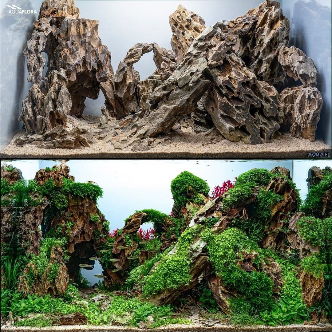 Aquaflora Aquarium tweet media