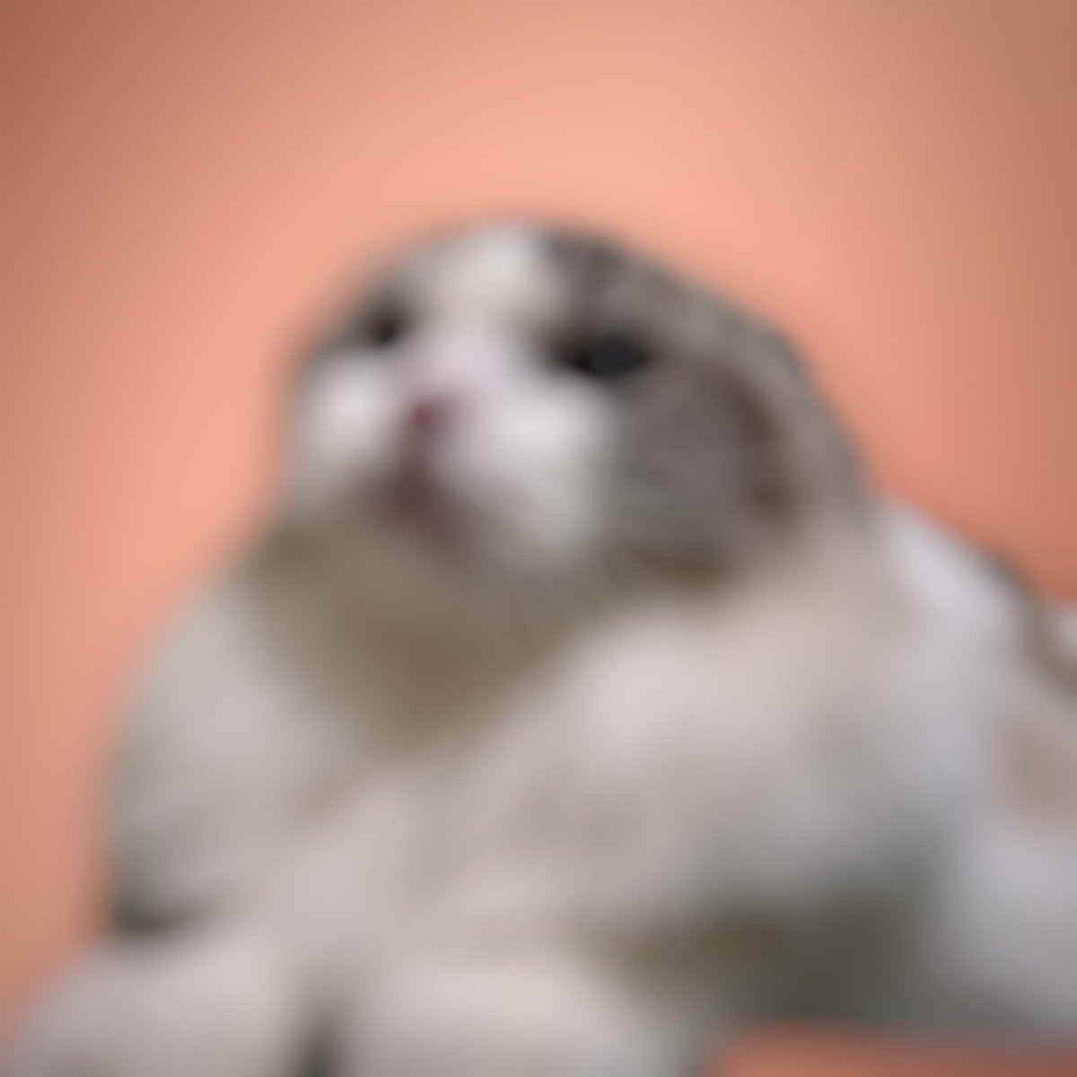 DcatNFT's tweet photo. Excited to release Dcat NFT
Uniqueness, No duplication
And this is real cat
Being the first fans of Dcat NFT
#NFT #Metaverse #Crypto #nftart https://t.co/PCoUovGC1p