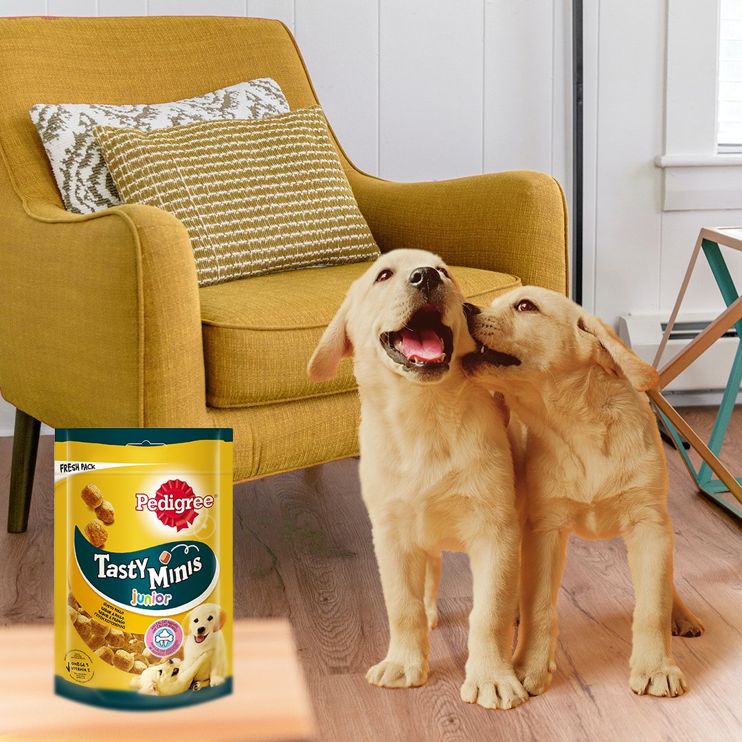 ¿Sabes qué tienen en común los Tasty Minis junior y tu cachorro? Que son pequeñitos, blanditos y sabrosos 💛. 

Tip: Ten los Tasty Minis siempre a mano para educar a tu perrete.