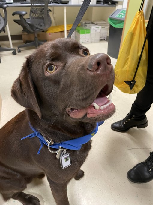 PetsAsTherapyUK's tweet photo. Sometimes you can't contain your admiration... π₯
Otis was in pure awe whilst visiting our #NHSHeroes and the children in their care at @GreatOrmondSt. πΎ
Thank you so much to our #PATFamily for making days just that little bit better! π
Story via @suzannejcollinβthanks! https://t.co/Hy4jF6Ad7B