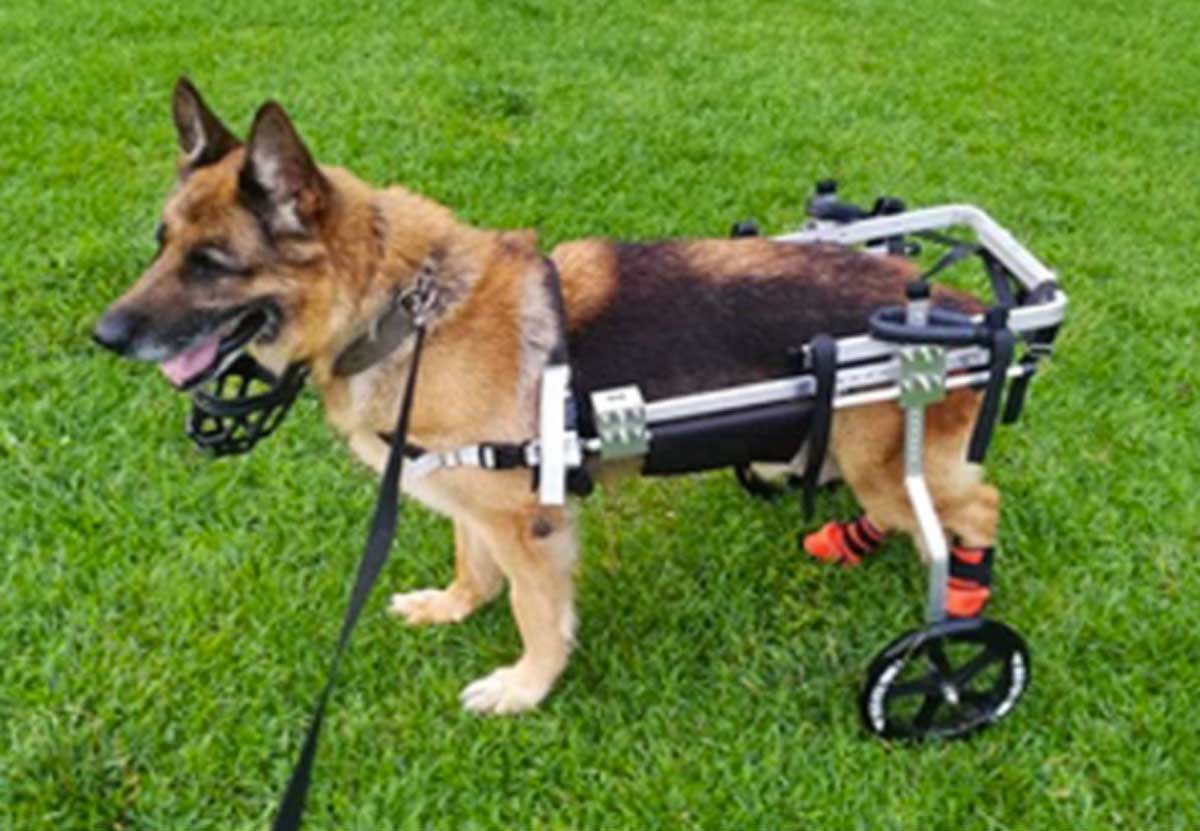 Marco_dreams's tweet photo. Tutti sono pronti ad adottare un amico sano e bello, ma ci sono anche tantissimi cani disabili che cercano affetto: chi volesse può rivolgersi a @PiccolaMaggio, è un piccolo rifugio che ha bisogno di una mano. 
E ci puoi trovare anche tanti gatti.😻 https://t.co/h8qDFTAUAj