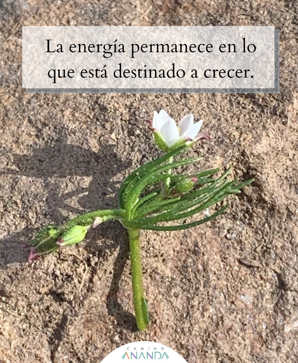 DeborahGuittard's tweet photo. 🪄La vida busca más vida.
🪄A mayor activación más movimiento.
🪄El amor habita más amor.
🪄Mas integración mayor unicidad.
🪄A mayor conciencia más evolución.
🪄Más SI a la vida…más vida. https://t.co/pzL2x2yMOK
