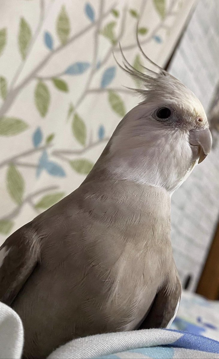 ononamihei's tweet photo. 2月8日14時頃、西東京市向台町4丁目の自宅から、オカメインコが、逃げてしまいました。
どなたか見かけた方、ご連絡下さい。
動揺していて文章が雑でごめんなさい。
どうぞ宜しくお願いします。
田無警察署届け出済みです。

携帯番号08021442244です。

#オカメインコ 
＃鳥逃がした
＃迷い鳥 https://t.co/GAbrGOGvf1