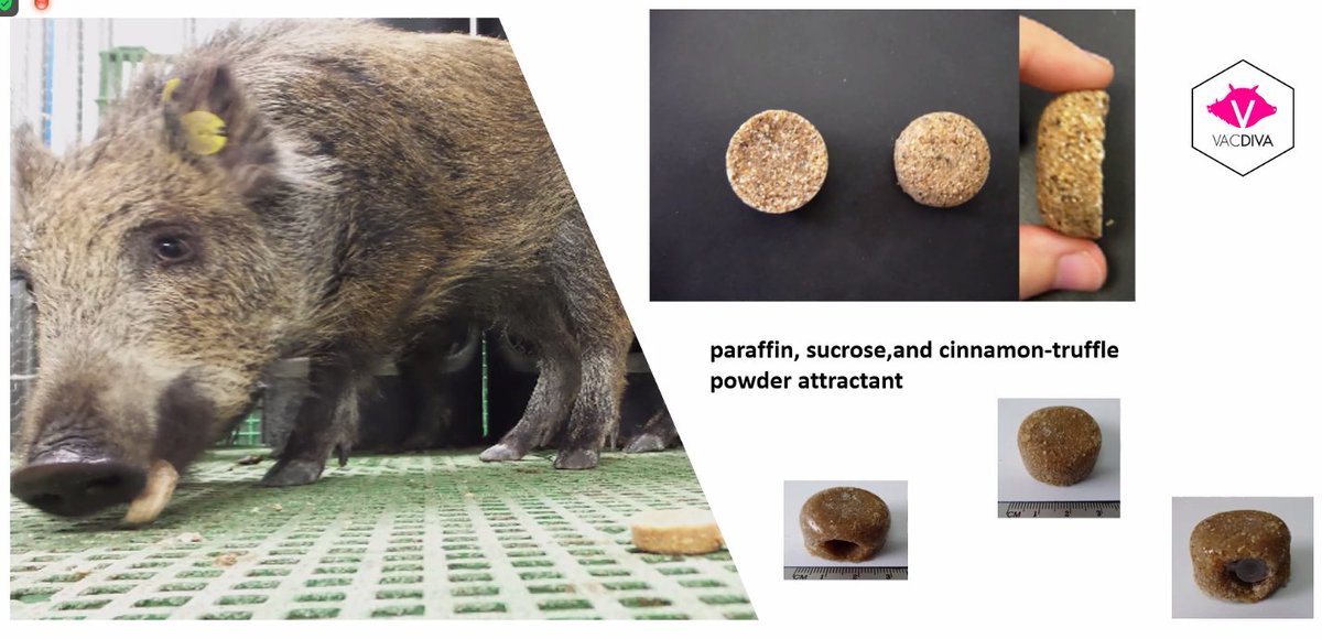 Following @ASFvacdivaworkshop on African Swine Fever mitigation and vaccine trials. Oral baits for wild boar? sucrose-and-cinnamon-truffle. I, too, would be tempted to eat <a href="/COST_ASFstop/">COST ASFstop</a> <a href="/BOAR_ERC/">(getting social with) BOAR</a> @SVAexpertmyndig