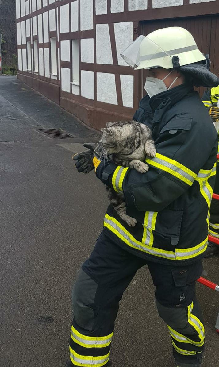 FFAlfter's tweet photo. +++11.2. Tag des Notrufs - Einblicke in den Alltag der Feuerwehr Alfter+++ Einsatzstichwort: Tier in Not! Auch hier sind wir immer häufiger die Helfer in der Not für Katzen, Hunde, Greifvögel, Füchse, Rehe, Enten, Gänse und einen Nasenbären. #FFAlfter #112live #Ehrenamt https://t.co/l73g3HaXEV