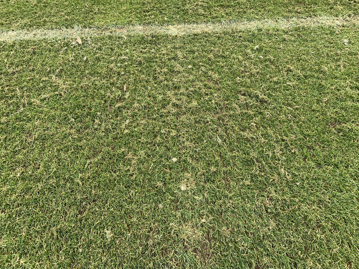 A light raking with the Unirake. Cleaning out detritus and standing the sward up.