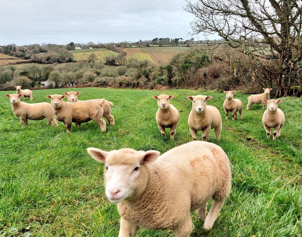 Very inquisitive lambs on my walk this morning #Cornwall #feelslikespring