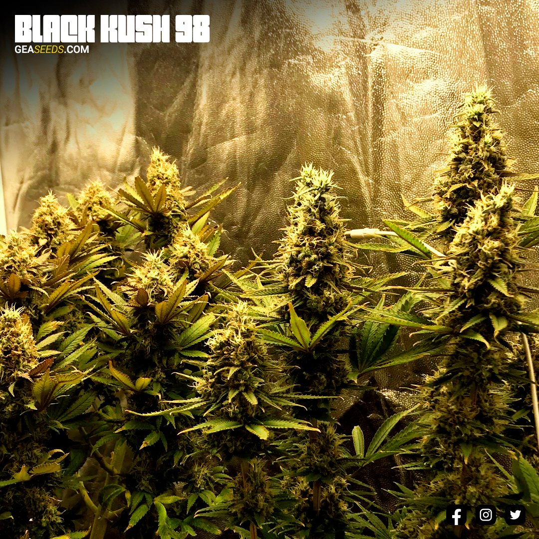 Gea Seeds tweet media