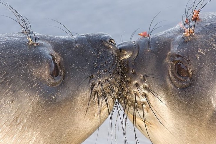 ♡♡♡
 #kiss #elephantsealpup #FalklandIslands #sealionisland