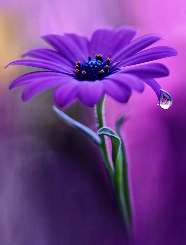 💜

For peace, tranquility and kindness to spread in the world, Interfaith must be peace because the God of them all is one.

#NatureBeauty 
#Flowers