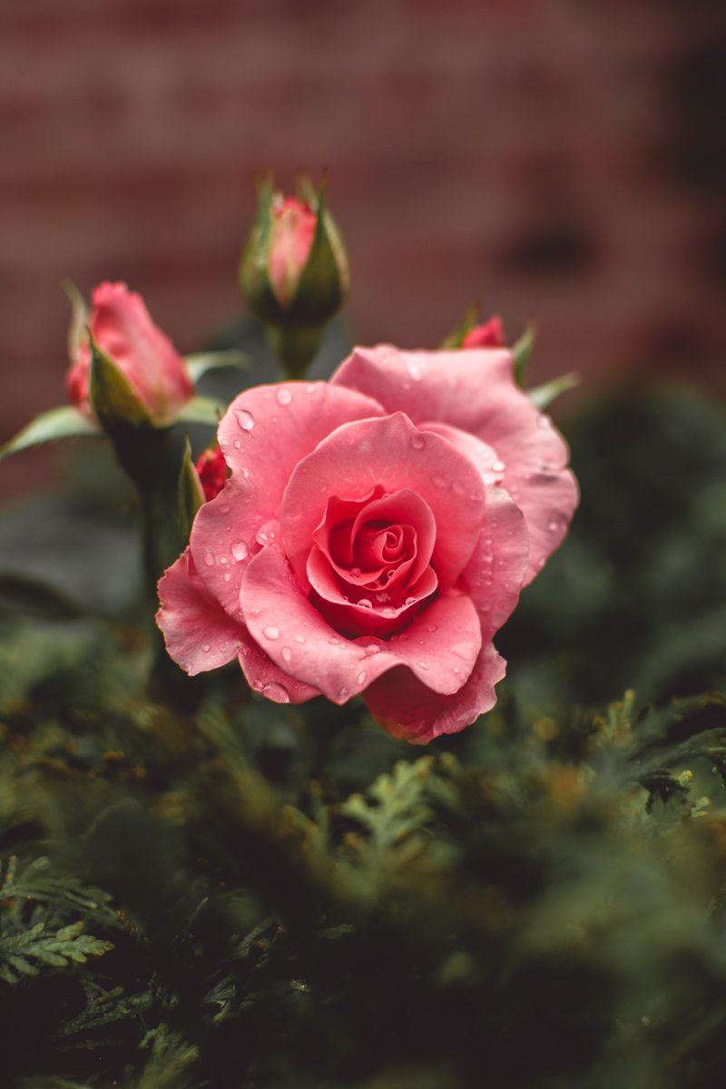 hellolooshi's tweet photo. Roses 🌹 are pretty looking and friends of your health too. You know why? 

The fragrance of rose relaxes your mind and your body. It also has antidepressant benefits that helps keep you calm and feel uplifted. 😌

#WednesdayMotivation #wednesdaythought #Wednesdayvibe #calm https://t.co/DPotBh1rf9