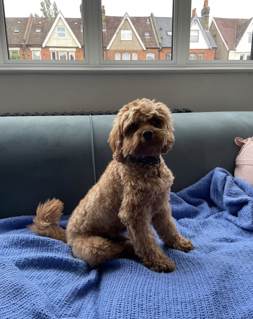 Everyone say Hey to Otto👋 He loves sleeping on Egyptian Cotton sheets, barking at the Amazon delivery man, chasing squirrels and meeting friends at DogFest #dogfest #dogsoftwitter