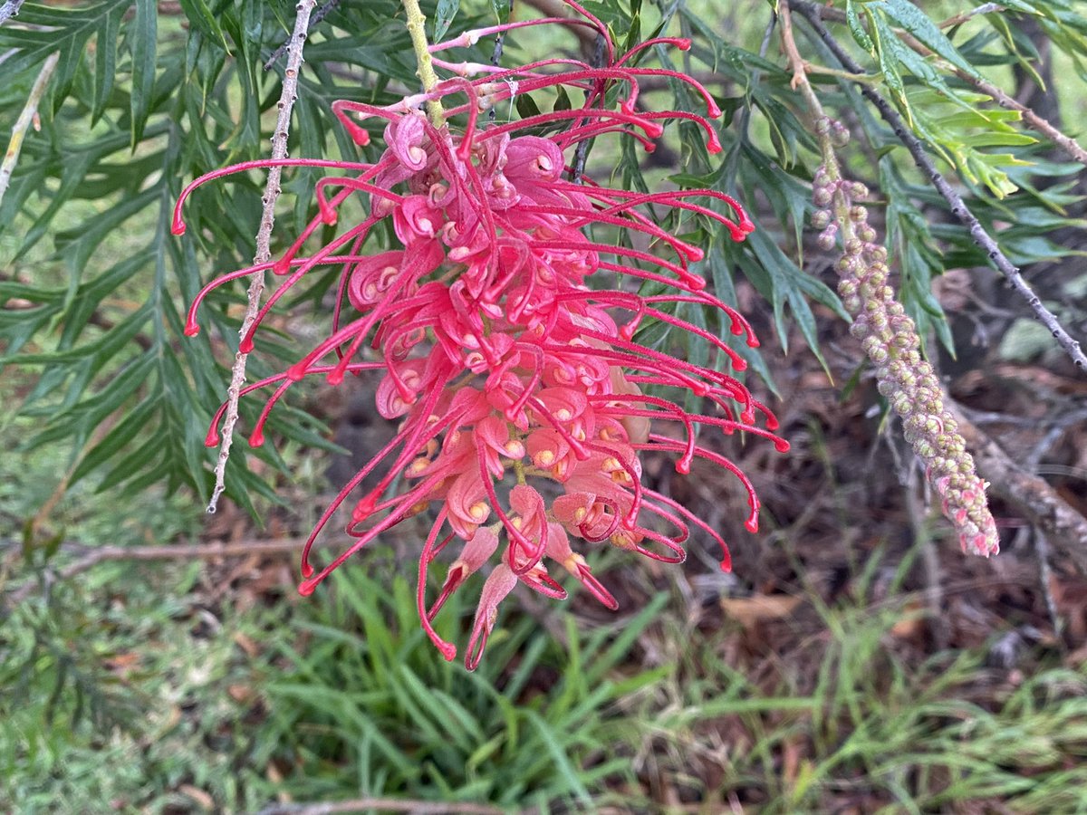 As a child, I collected flowers from my garden. My heart jumped with joy at the sight of flowers. They could be found in my books too. I continue to be in awe; just that I enjoy them more in their natural settings and have no desire to pluck them. Day 39 of #100daysofwalking