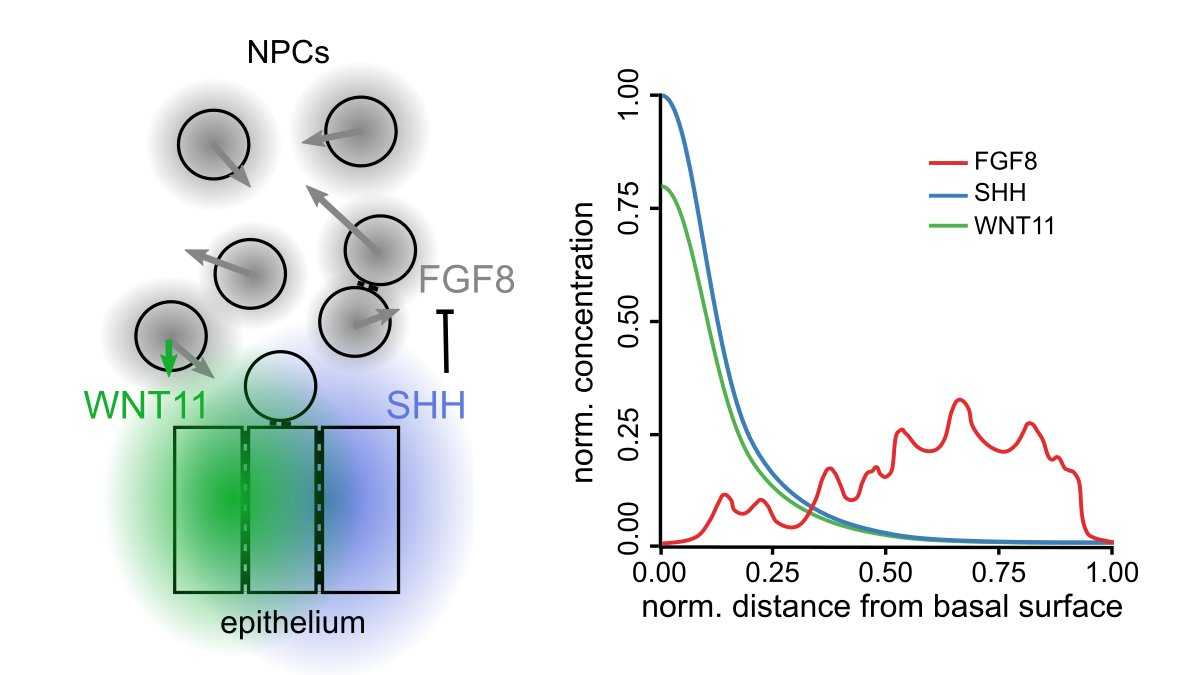 DagmarIber's tweet photo. #Mechanochemical modelling with #LBIBCell shows that 
➢ FGF8-induced #chemokinesis 
➢ WNT11-based weak #chemoattraction to the UB 
➢ repression of Fgf8 expression close to the UB by secreted SHH 
➢ cell adhesion 
together indeed result in condensation of the cap mesenchyme. https://t.co/eYK74gz0Rr