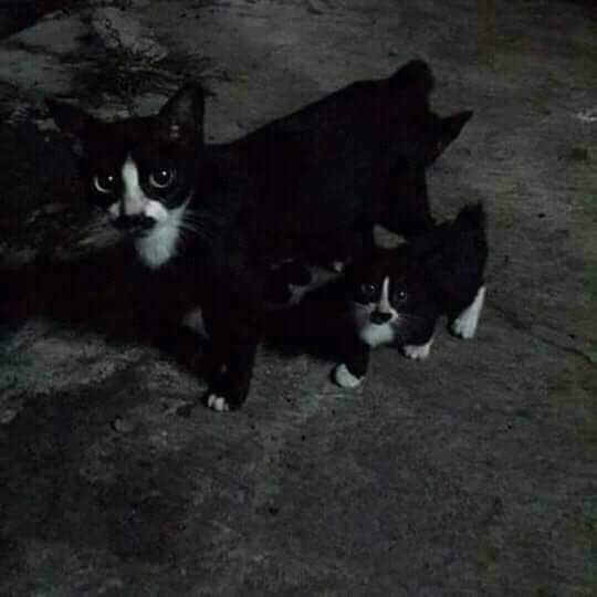 petsfess's tweet photo. kcg! full size &amp; travel size😸 https://t.co/hhPGbCwa3C
