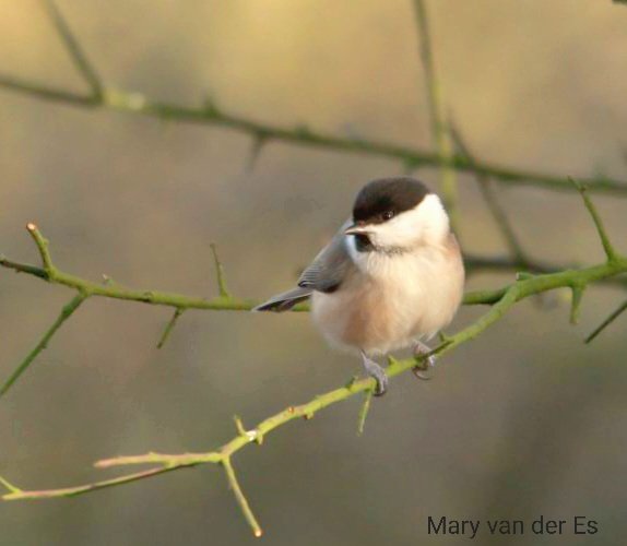 maryvanderes's tweet photo. #BirdsSeenIn2022
#Matkop #Poecile_montanus
#Willow_Tit in the #Netherlands.
@Britnatureguide
@vogelnieuws @Sovon https://t.co/vNADZoHJoa