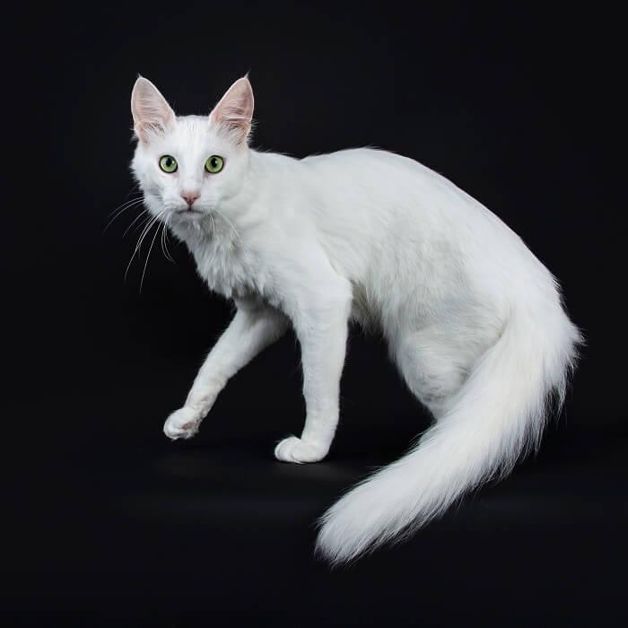 AniMall24_'s tweet image. Turkish Angora - AniMall24 - With its great intelligence and beautiful white coat, it is easy to see why the Turkish Angora is a national treasure in its country of origin. Beloved in its native Turkey, the Turkish Angora is possibly the only domestic - animall24.co.uk/turkish-angora/