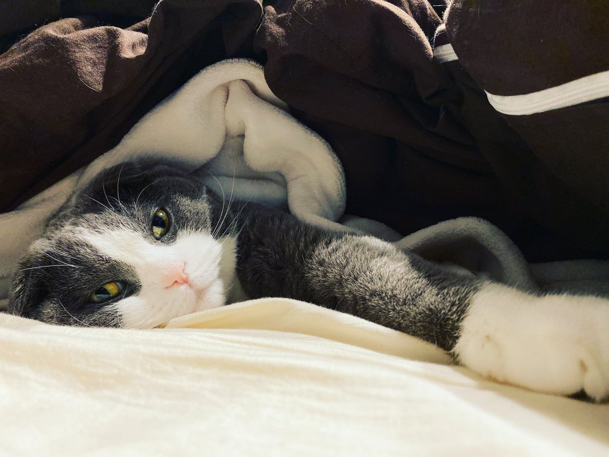bunthecat2's tweet photo. お布団暖かいにゃ〜🥰
 #CatsOnTwitter  #cats  #猫のいる暮らし https://t.co/UJNDzcZUsY