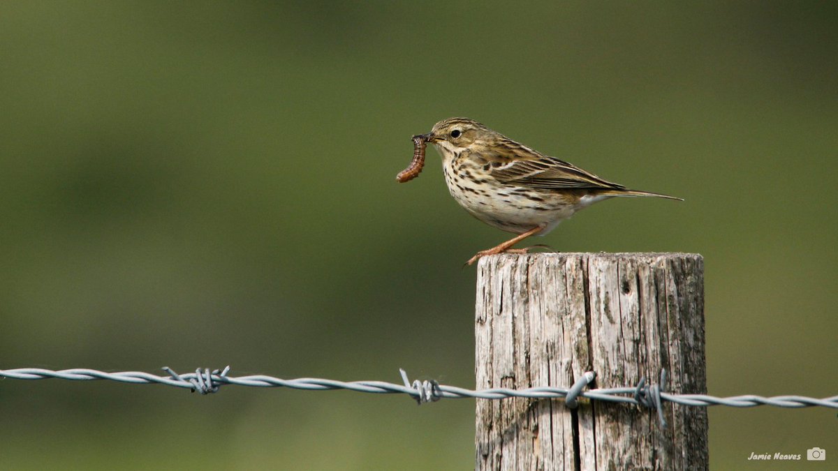 TBHPartnership's tweet photo. Flocks of streaky #MeadowPipit overwinter here on the #ThamesBasinHeaths. Listen carefully and you’ll hear their high-pitched squeaky calls. They’re smaller than woodlarks and have longer tails…and of course they won’t be singing that beautiful song 😃
#MoreThanJustNightjars https://t.co/nGky2fEcpI