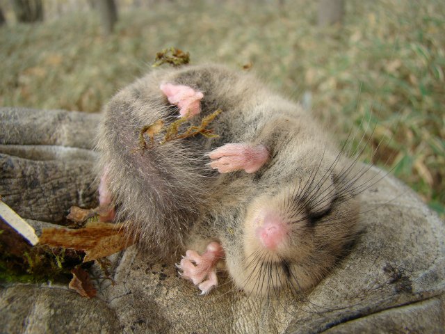 管狐のモデルは… 百済から来た狐 くだらからきたきつね 管 来 つ 子(鼠) 交易の度に日本に入り込んだ疫病で、鼠鬼神と恐れられ…各地の来鼠塚 ...