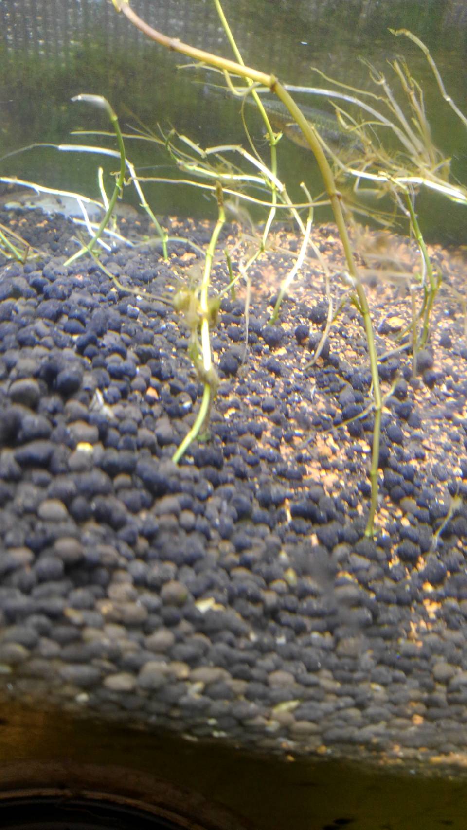 Uj Biologyclub Sur Twitter バイカモ キンポウゲ科の多年生の沈水植物で湧水などの安定している水路でよく見られる 梅の花に似た5弁花を水面に突き出して咲かせることから梅花藻と呼ばれる 本校では湧水の環境を再現した水槽で栽培しており 昨年には花を咲かせて Uj Biologyclub Sur Twitter バイカモ キンポウゲ科の多年生の沈水植物で湧水などの安定している水路でよく見られる 梅の花に似た5弁花を水面に突き出して咲かせることから梅花藻と呼ばれる 本校では湧水の環境を再現した水槽で栽培しており 昨年には花を咲かせて