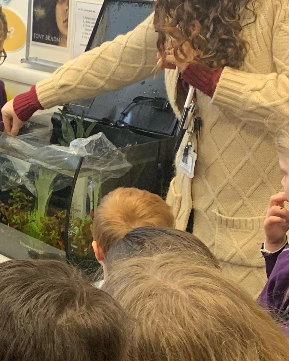 Celebrating our Yr 3 success with the @fishkeeper_fry project from @maidenhead.aquatics.polhill.  Today our ‘fish-keepers of the week’ are introducing zebra danios  to the tank as they learn about the science and art of keeping fish @aquinastrust #keepingfish #aquariums