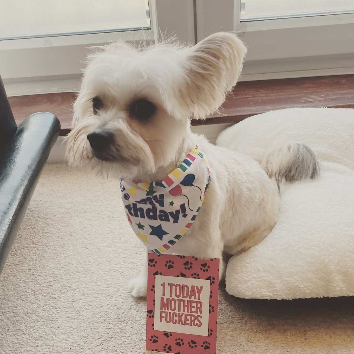 paynel2's tweet photo. @PetsatHome thank you for my birthday groom! Feeling all fresh! #vip #petsathomegroomroom https://t.co/Frzx3FtbHo