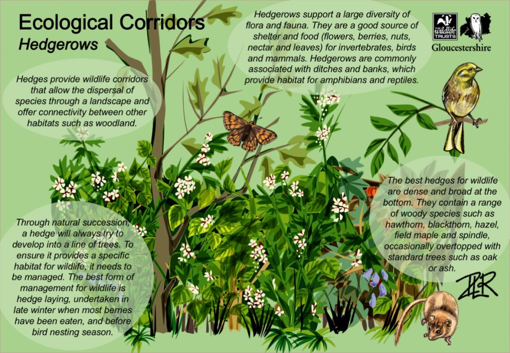 PlanetBuildLtd's tweet photo. Swap your fence for a hedge!

Hedges provide food and shelter for birds, animals and insects as well as capturing carbon and holding water back on land, guarding against flooding. Some species even help to improve air quality, providing a barrier that traps pollution particles. https://t.co/RpAzpC2bQG