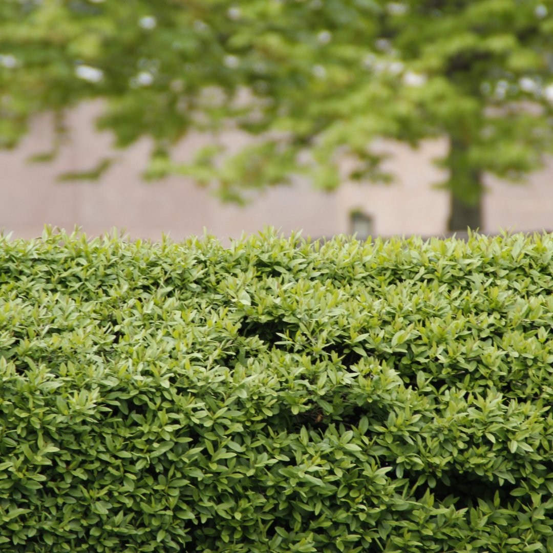 PlanetBuildLtd's tweet photo. Swap your fence for a hedge!

Hedges provide food and shelter for birds, animals and insects as well as capturing carbon and holding water back on land, guarding against flooding. Some species even help to improve air quality, providing a barrier that traps pollution particles. https://t.co/RpAzpC2bQG