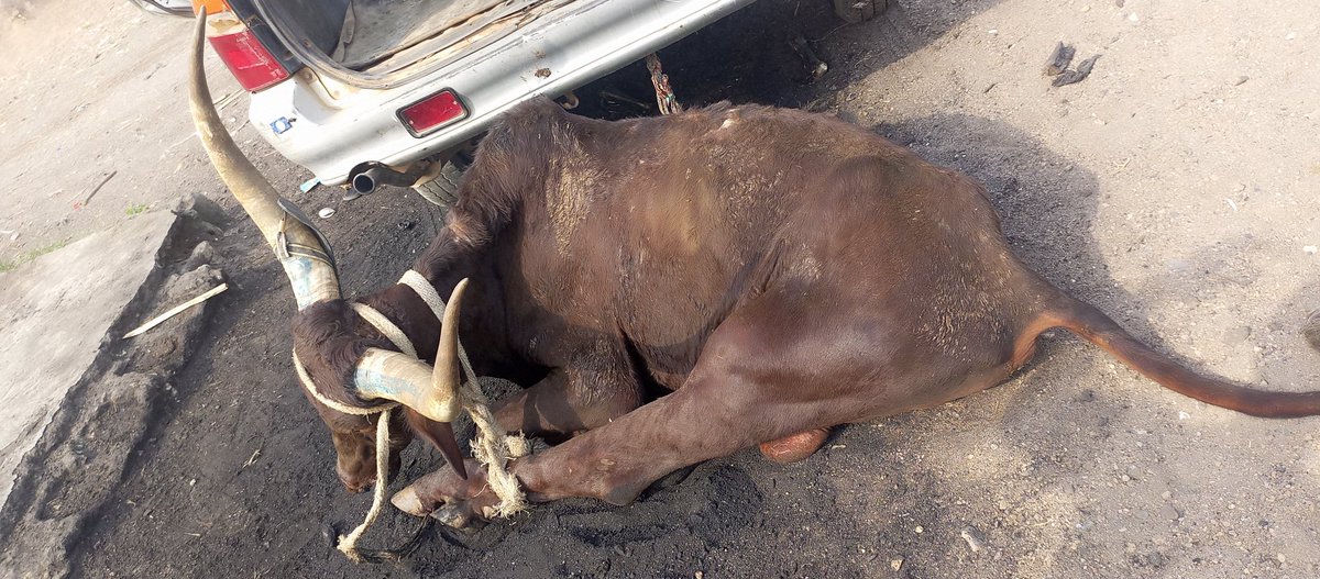 Osinski Laurinda (@laurindaosinski) on Twitter photo 